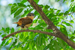 Pachyramphus validus