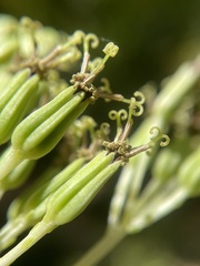 Arnoglossum