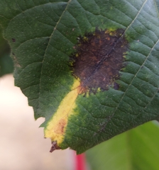 Phyllonorycter issikii