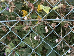 Zehneria japonica