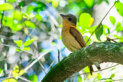 Pachyramphus validus