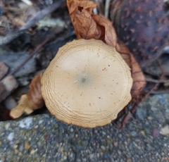 Psilocybe cyanescens
