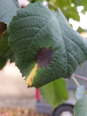 Phyllonorycter issikii