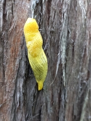 Elisolimax flavescens