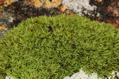 Trichostomum brachydontium