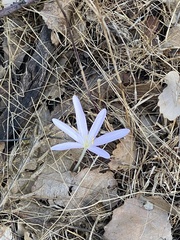 Colchicum troodi