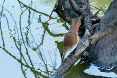 Certhiaxis cinnamomeus