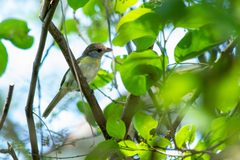 Cyclarhis gujanensis