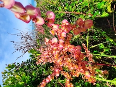 Rumex sagittatus