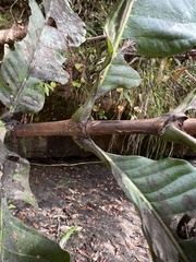 Warszewiczia coccinea