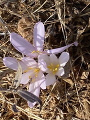 Colchicum troodi