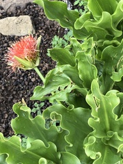 Scadoxus membranaceus