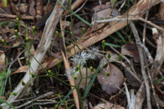 Senecio phelleus