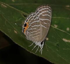 Jamides celeno celeno