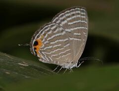 Jamides celeno celeno