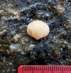 Dallocardia muricata