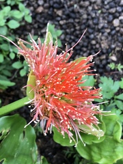 Scadoxus membranaceus