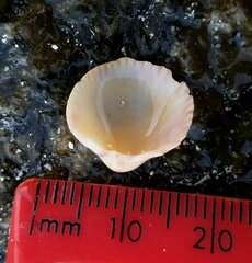 Dallocardia muricata