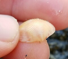 Dallocardia muricata