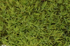 Trichostomum brachydontium