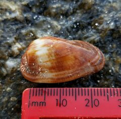 Barbatia domingensis