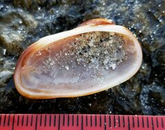 Barbatia domingensis