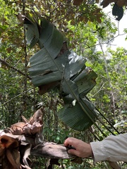 Phenakospermum guyannense