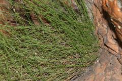 Wahlenbergia magaliesbergensis