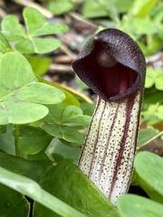 Arisarum simorrhinum