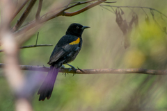 Icterus pyrrhopterus