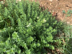 Galium boreale