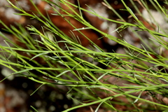 Wahlenbergia magaliesbergensis