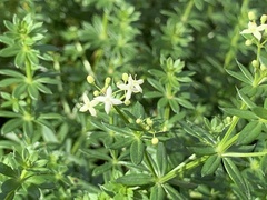 Galium boreale