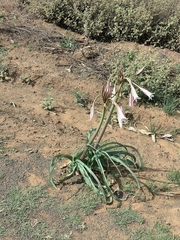 Crinum bulbispermum
