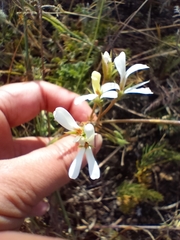 Pelargonium alchemilloides