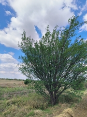 Prosopis glandulosa
