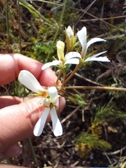 Pelargonium alchemilloides