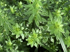 Galium boreale