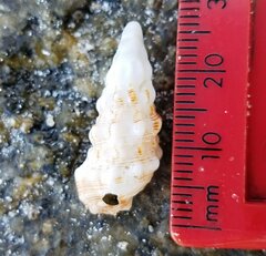 Cerithium atratum