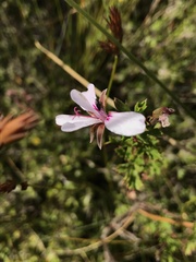 Pelargonium ternatum