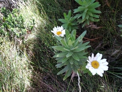 Osmitopsis asteriscoides