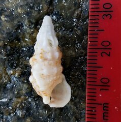 Cerithium atratum