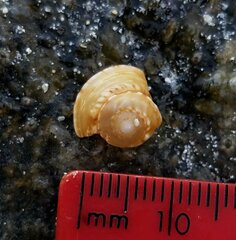 Architectonica nobilis