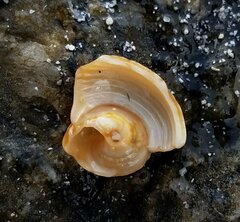 Architectonica nobilis