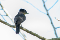 Pachyramphus validus