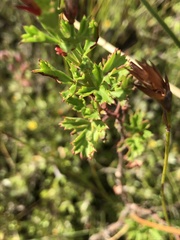 Pelargonium ternatum