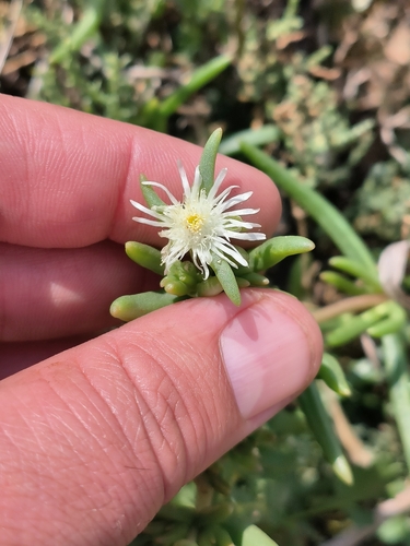 Image of Delosperma herbeum by (c) Ricus Nel, some rights reserved (CC BY)