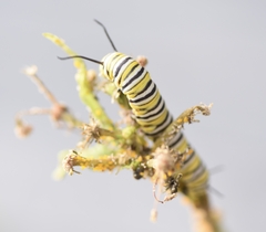 Danaus plexippus