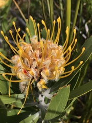 Leucospermum cuneiforme