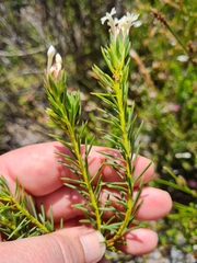 Gnidia pinifolia